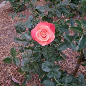 Meet your Posher, Monica